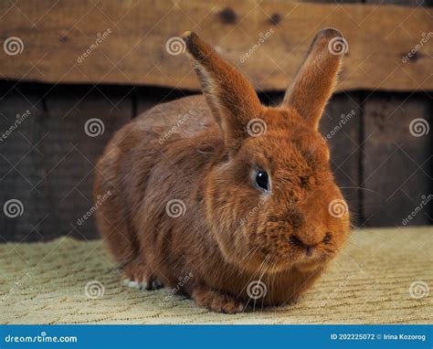 The Purebred Rabbit is a New Zealand Red Rabbit. Portrait of an Animal ...