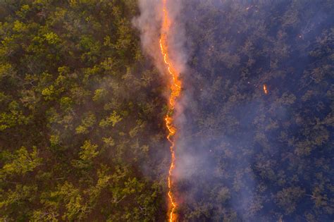 Australia bushfire photo revealing charred forest wins award in ...