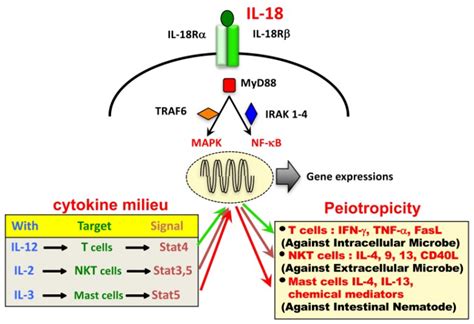 Y Recombinant Human Il Hfc Tag