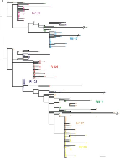 Composite Phylogenetic Tree Of All Envelope Sequences Together With