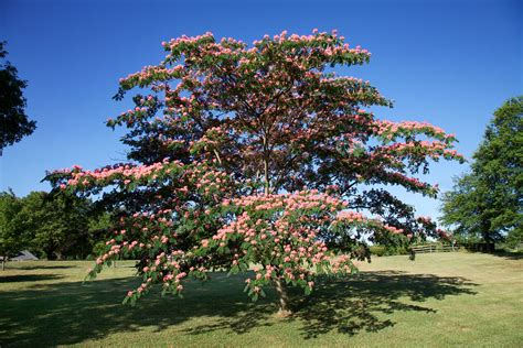 Albizia Julibrissin Persian Silk Tree Or Mimosa Tree Flickr