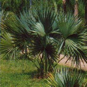 Palm tree guide with illustrations of different types of palm trees ...