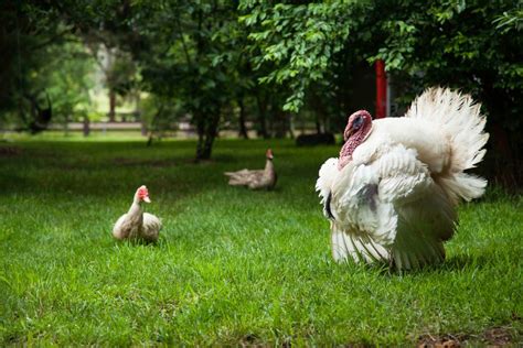 Find a New Feathered Friend: 10 Turkey Breeds to Know and Love | Chickens And More