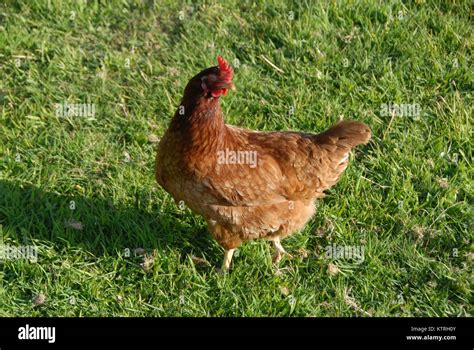 hen and chickens Stock Photo - Alamy