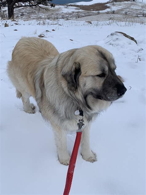 Tolli the Anatolian Shepherd and Great Pyrenees Mix : r/aww