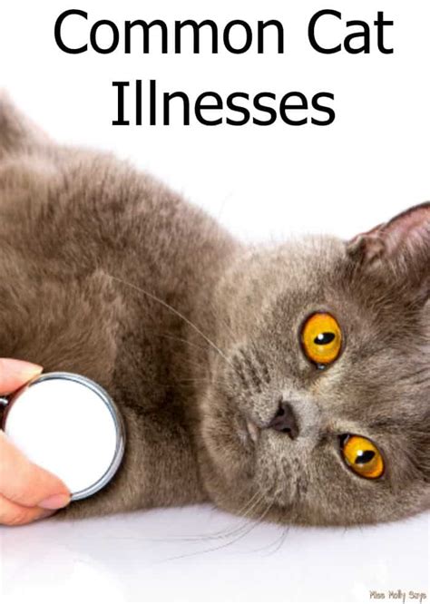 Common Cat Diseases And Health Problems At Daniel Kirby Blog