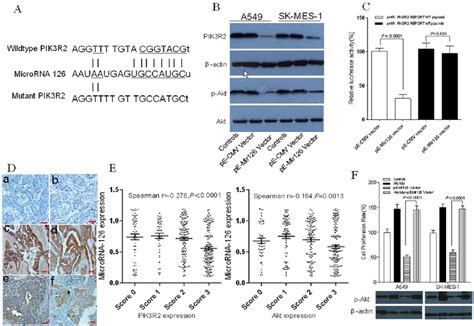 Microrna 126 Inhibits The Tumor Cell Proliferation Though Pi3k Akt