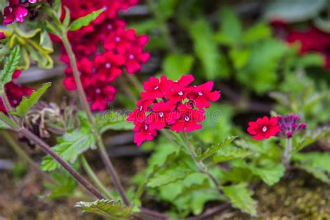 Pink Verbena Stock Photo Image Of Blossom Botany Detail 95268772