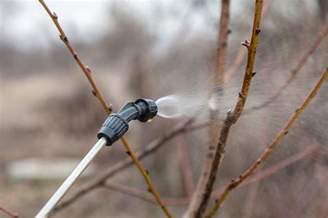 Winter Spray Program For Fruit Trees Yates