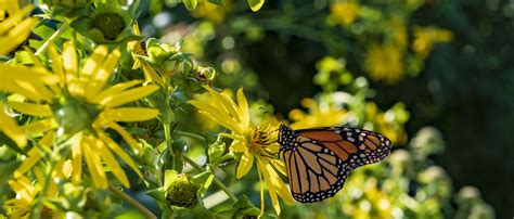 Monarch Waystations For Any Size Garden Smithsonian Gardens