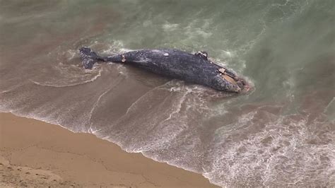 Dead whale washes ashore near Kelly Beach in Half Moon Bay - ABC7 San Francisco