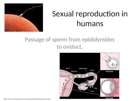 Ppt Sexual Reproduction In Humans Gamete Transfer And Fertilisation