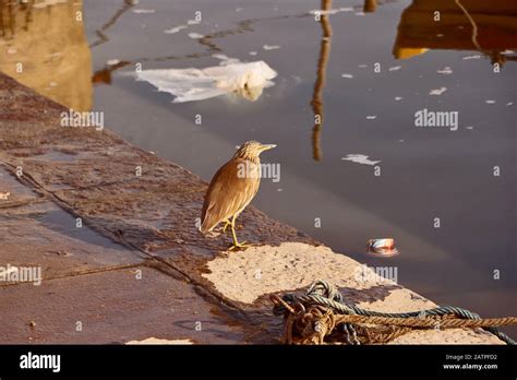Crow Is Finding Worms In The Mud Stock Photo Alamy