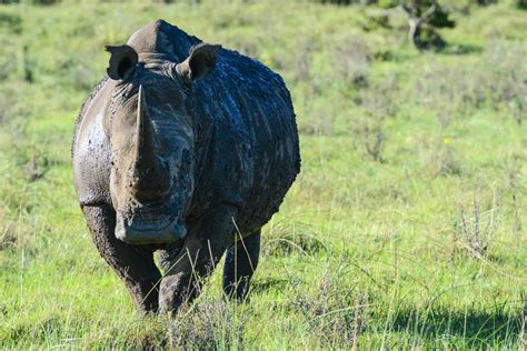 An Introduction To Africas Big Five Safari Animals