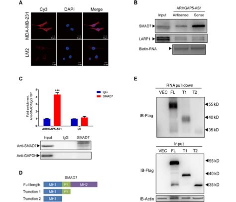 Arhgap5 As1 Interacts With The Py Motif Of Smad7 A The Subcellular