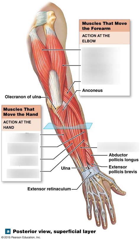 Arm Muscles Posterior Diagram Quizlet