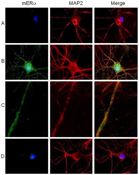 Immunofluorescence Analysis Of Cell Surface MERa In Rat Hippocampal