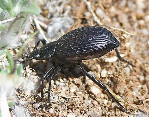 Eleodes Hispilabris Bugguide Net