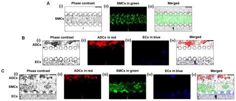 Micromachines Free Full Text A Protocol For Fabrication And On Chip Cell Culture To Recreate