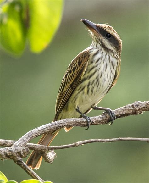 Streaked Flycatcher Owen Deutsch Photography