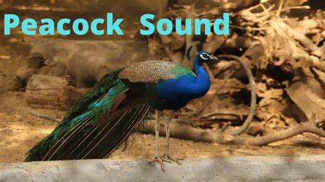 Peacock Sound Youtube