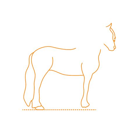 Thoroughbred Horse Dimensions & Drawings | Dimensions.com