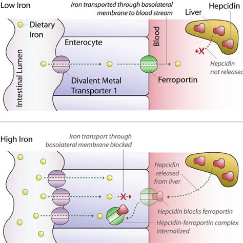 Expected Serum Parameters In Iron Deficiency Anemia And Anemia Of