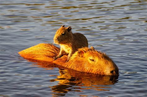 Por qué el capibara es considerado el animal más amigable del mundo