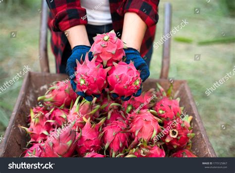 Dragon Fruit Farmers Images Stock Photos Vectors Shutterstock