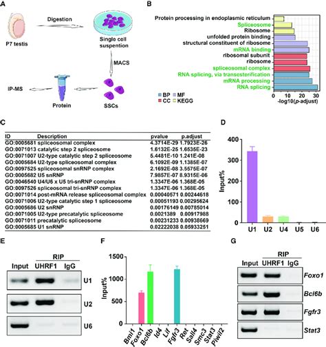 Uhrf Interacts With Snrna And Spermatogonial Maintenance Associated