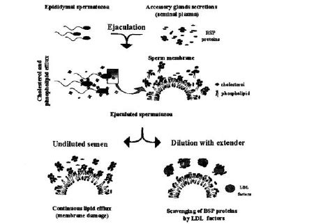 Mechanism Of Sperm Protection By Egg Yolk Modified From Manjunath Et