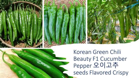 Korean Green Chili Pepper Seeds Pcs Mild Cucumber Flavored Crispy