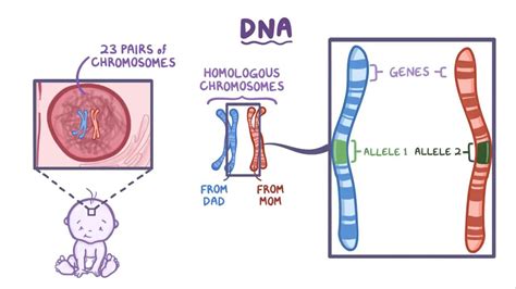 Dna Mutations Video Anatomy Definition Function Osmosis