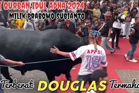 Sapi Kurban Douglas Milik Presiden Prabowo Terbesar Dan Termahal Di