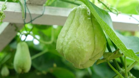 ¡olvídate De Su Alto Costo Aprende A Cultivar Chayote Con Esta Guía