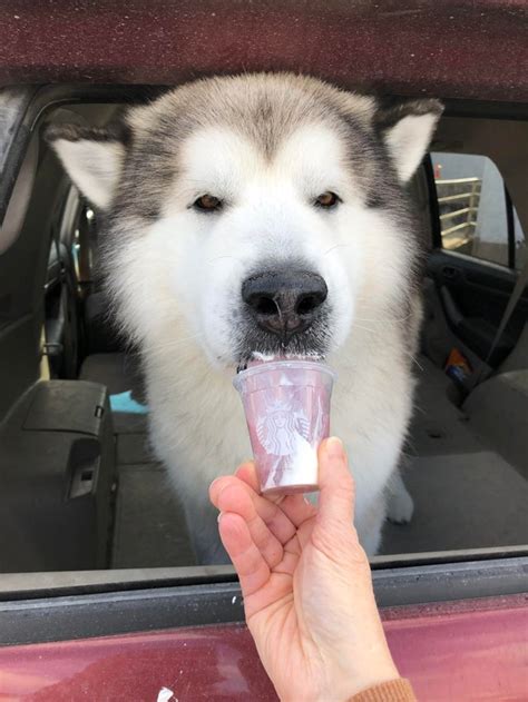 Coopers First Pup Cup Rstarbucks