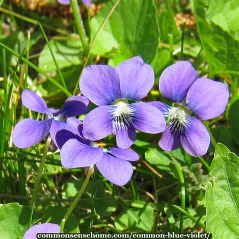 Violets Flowers