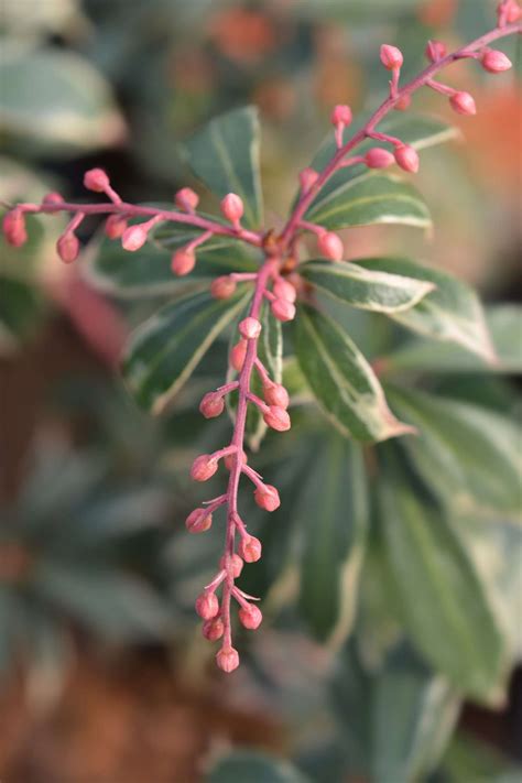 11 Best Shrubs For Winter Containers