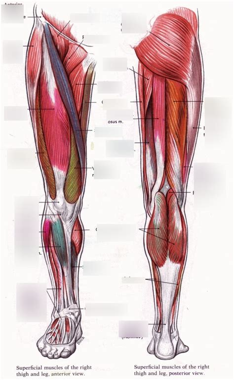 Leg Diagram Diagram Quizlet