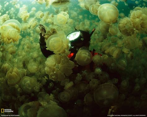 Est Some Photos Jellyfish National Geographic