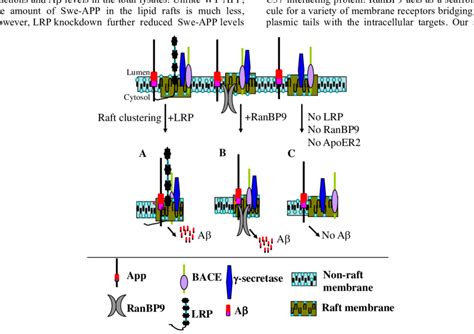 A Schematic Of Protein Mediated Lipid Raft Targeting Of App Proteins