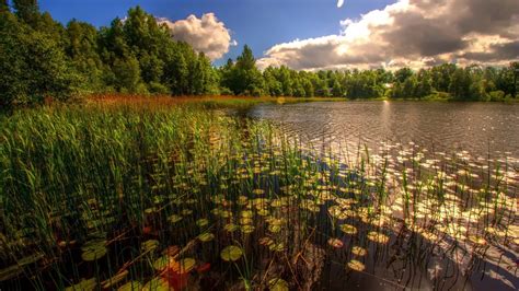 Beautiful Grass On River Green Trees Forest Under White Clouds Blue Sky