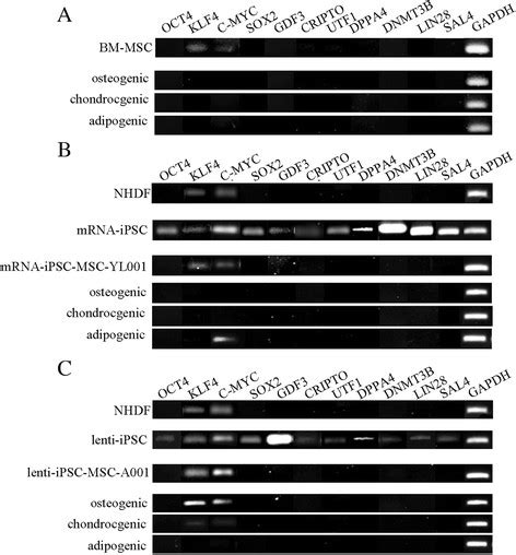 Gene Expression Analysis Of Stemness Genes In The Nhdfs Ipscs Two