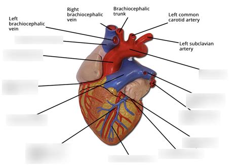 Heart Labeling Diagram Quizlet