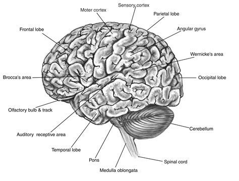 The Human Brain Diagram And Functions The Human Brain Diagram And