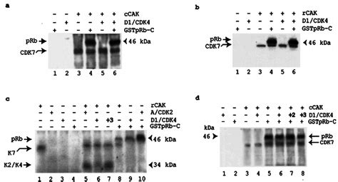 CAK Phosphorylation Of PRb Is Cyclin D1 CDK4 Independent A CCAK