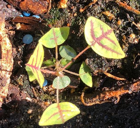 Organic Large Leaf Christia Obcordata Or Butterfly Wing Plant Etsy