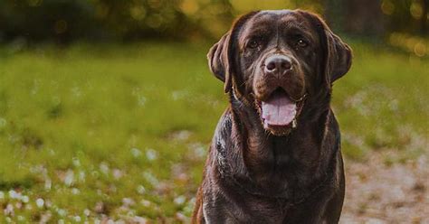 Chocolate Lab Album On Imgur