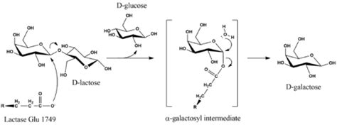 Lactose And Lactase Reaction Diagram