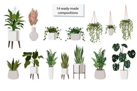 Indoor Plants Clipart Graphic By Elena Dorosh Art Creative Fabrica